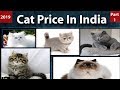 Cat Price In India l Cat Breeds In India l Pet cats price in India l Persian cat price in India