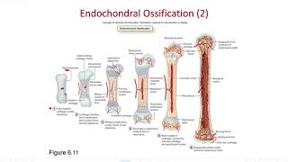 Famous Remote learning Chapter 6 ossification Wealth