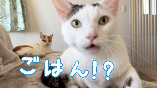 ママの「ごはん」に秒で反応する猫たち by ねこほうチャンネル 41,024 views 2 months ago 3 minutes, 27 seconds
