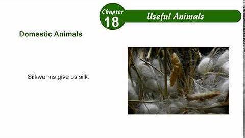 Environmental Studies Class 2 Chapter 18,Useful Animals,Part02