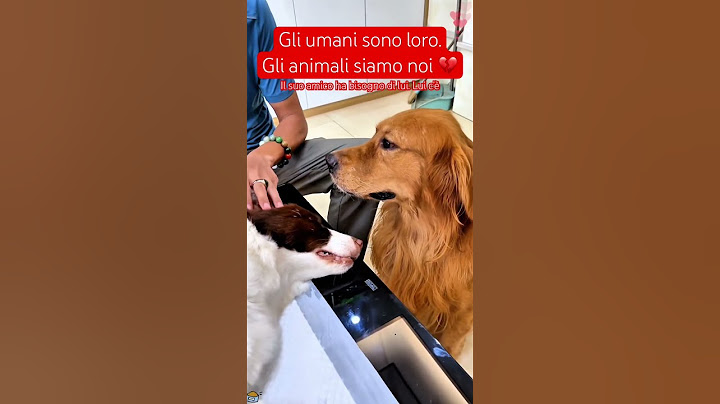 I #cani molto più #umani degli umani 🥹 #reaction #emozione #emozionante #goldenretriever