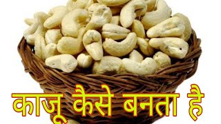 काजू कैसे बनता है kaju kese banta hai How is cashew nut made