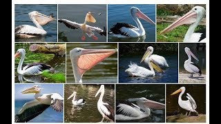Burung Pelikan (Pelicans)