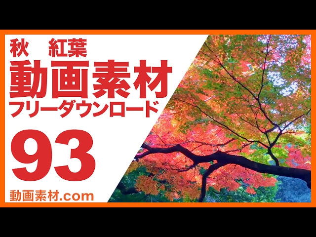 実写素材 紅葉 秋 フリー動画素材10本追加 動画素材 Com ブログ