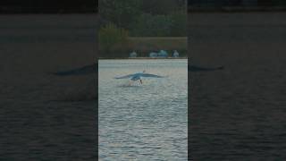 SONY a7Rv low light | 60fps HDR | #مهستی #swan