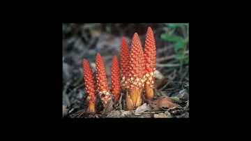 Tác dụng của nấm ngọc cẩu? Nấm ngọc cẩu ngâm rượu có tốt cho sức khỏe không?