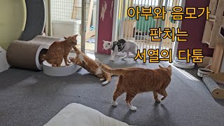 아부와 음모 서열을 향한 다툼의 현장(2인자가 되고픈 션이)