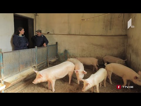 თანამედროვე მეღორეობის ფერმა ბოლნისის რაიონში