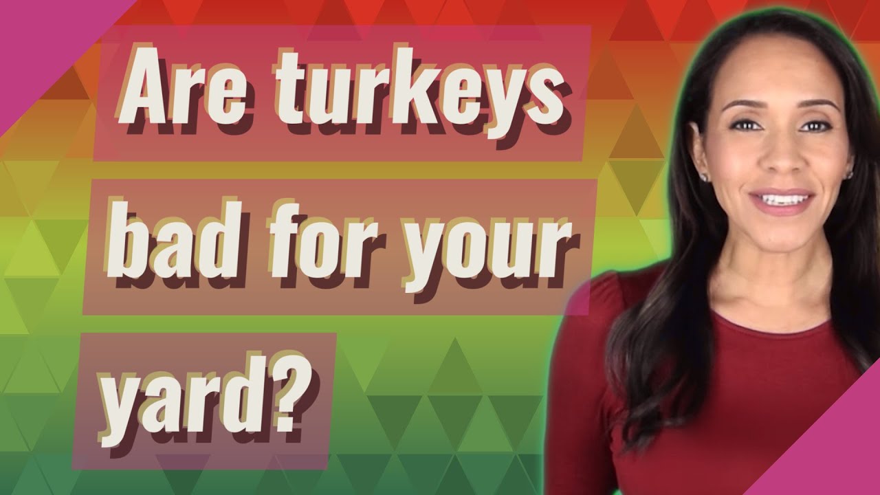 Are Wild Turkeys Good For Your Yard?