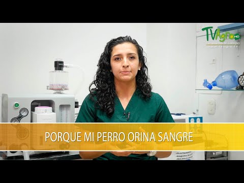 Video: Causas De La Sangre En La Orina Del Perro