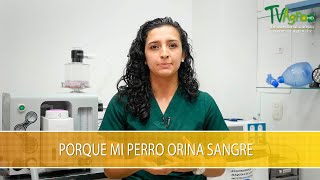 Porque mi Perro Orina Sangre - TvAgro por Juan Gonzalo Angel Restrepo