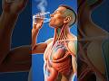 The Amazing Journey of Hot Water Inside Your Body #shorts #anatomy #papaya #sciencefacts #viral