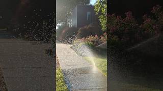 sprinklers in the late spring season #june2023 #spring2023