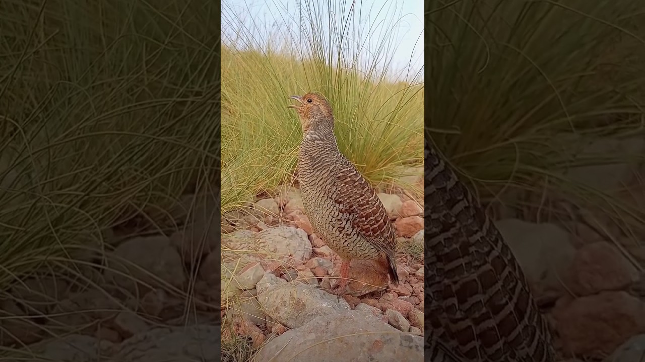 Partridge Sound Effect | Wild Gray Francolin Call & Response