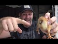 my baby chicks have poop stuck to them....this easy fix could save a life