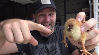 my baby chicks have poop stuck to them....this easy fix could save a life