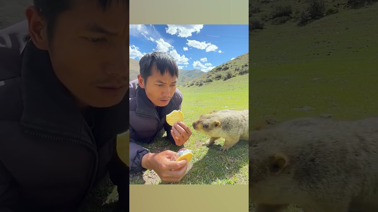 Marmot Crashes Picnic: Hilarious Encounter with Biscuit-Loving Rodent