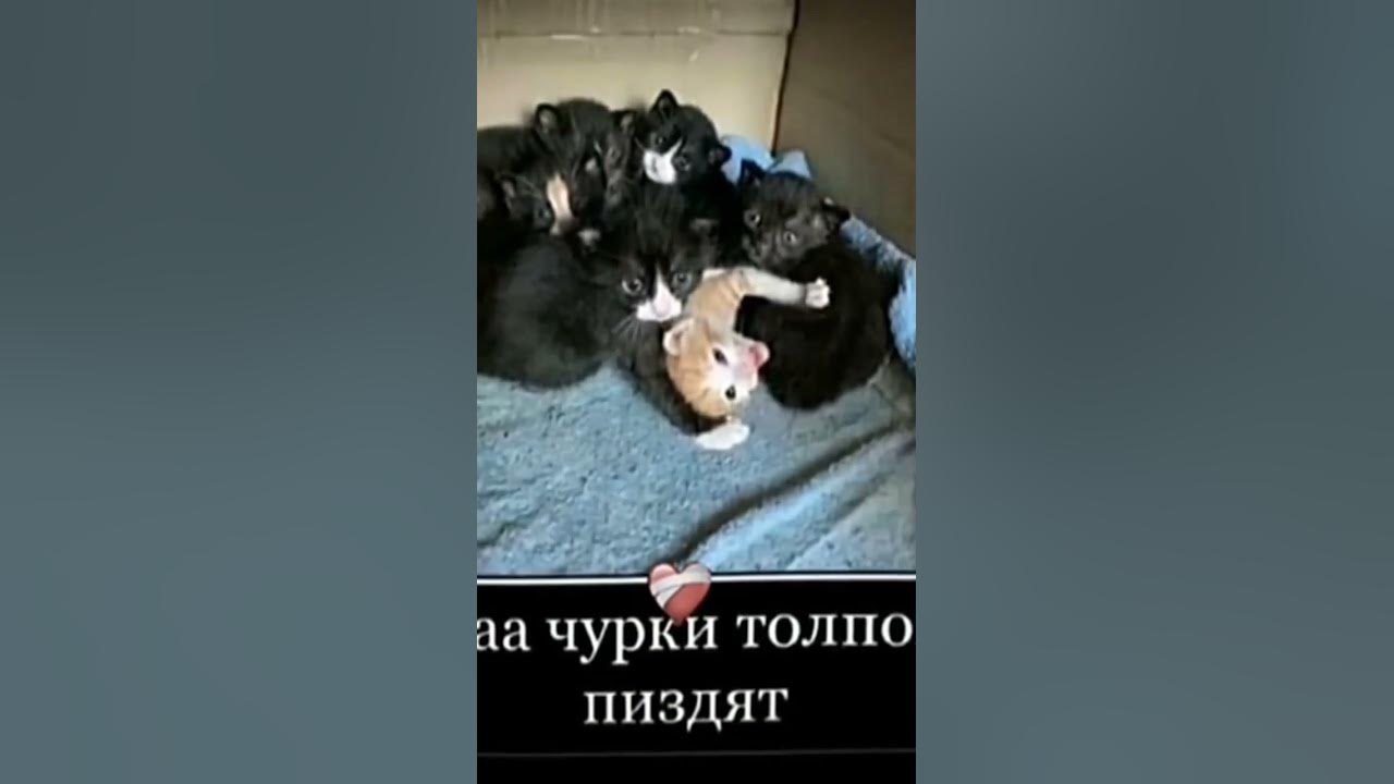 ааа ааа чурки толпой пиздят - YouTube