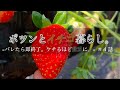 【ポツンといちご】いちご栽培はお金がかかる？｜ヘンテコイチゴ発見｜各地のイチゴ事情。