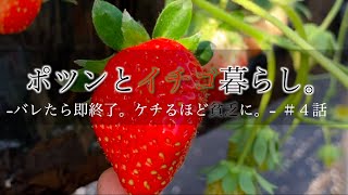 【ポツンといちご】いちご栽培はお金がかかる？｜ヘンテコイチゴ発見｜各地のイチゴ事情。