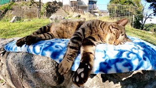 毛布の上で爆睡するキジトラ猫、ピクピクと体が痙攣するw