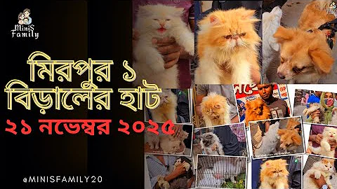 Video 11775681: persiancat persians, persiancat cat, cats dogs, pets