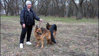 Super couple of German shepherds Alfon v Tronje and Kaira South Wind. Puppies in March 2024. Odessa. by МИЛЫЕ ПИТОМЦЫ CUTE PETS 21,012 views 3 months ago 2 minutes, 30 seconds