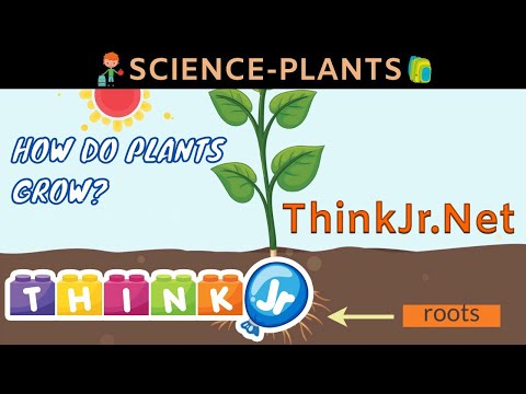 How Plants Grow Science Project
