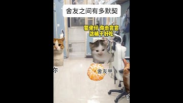 舍友之间有多默契 #猫meme #猫meme小剧场 #舍友 #学生日常 #cat #萌宠  #funny #萌寵  #搞笑 #貓咪 #治癒小貓  #meme