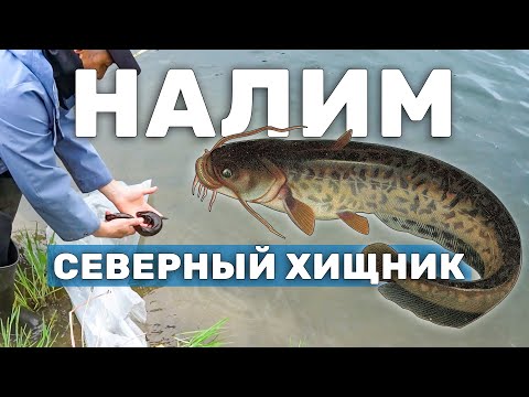 Запуск НАЛИМА в