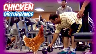 CHICKEN VS PUBLIC