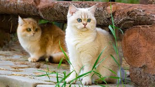 EXTREMELY Soothing Piano Music for Cats 🐈 Stress Relief Music for Cats 🎵 Sound that Cats Love