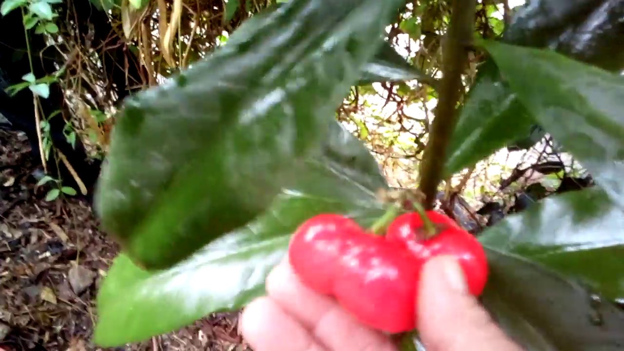 arbol de frutos rojos no comestibles YouTube arbol de frutos rojos no comestibles YouTube