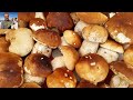 Benvenuti in paradiso - puntata 4 di 10 -  funghi porcini agosto 2020