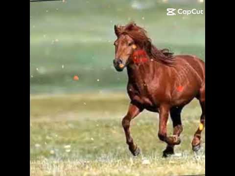 морь - YouTube