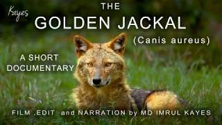 Golden jackal Canis aureus a short DOCUMENTARY