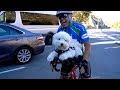 Road cycling with your Dog - meet Jordan and Benny