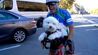 Road cycling with your Dog - meet Jordan and Benny