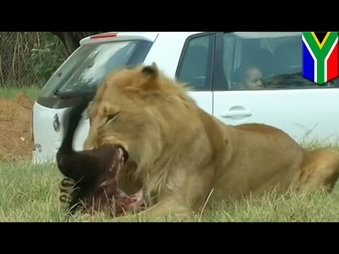 Un Lion Dévore Une Touriste Américaine - Attaques De Tigres Et Lions - Compilation