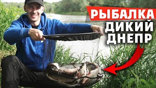 Ловля рыбы ФИДЕРОМ на ДИКОМ ДНЕПРЕ в ИЮНЕ! Рыбалка 2020!