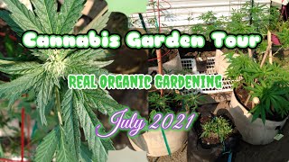 Cannabis Garden Update July 2021||Real Organic Gardening