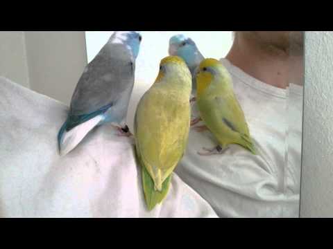 Video: Varför Ser En Papegoja I Spegeln