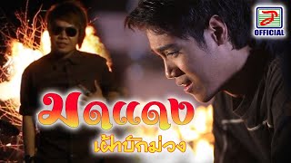 มดแดงเฝ้าบักม่วง - ทอแสง [MUSIC VIDEO]