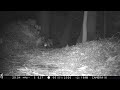 Red Fox Eating a Bug in the Woods