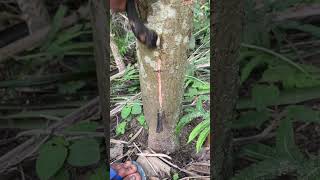 Download Lagu Sampek robek #videoshort #tukangderes #petanimudaindonesia #getahsuper #getahpohon MP3