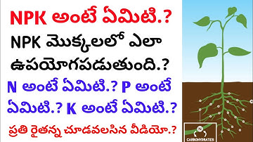 How to use NPK fertilizer for plants | npk use | what is npk | plant manager | npk fertilizer