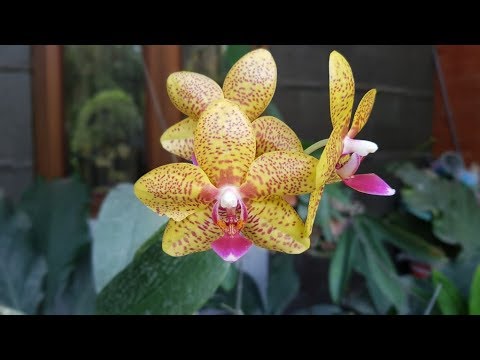 Bunga Anggrek Orchid Di Teras Rumah Seri 1 Tapi Seadanya Aja Youtube
