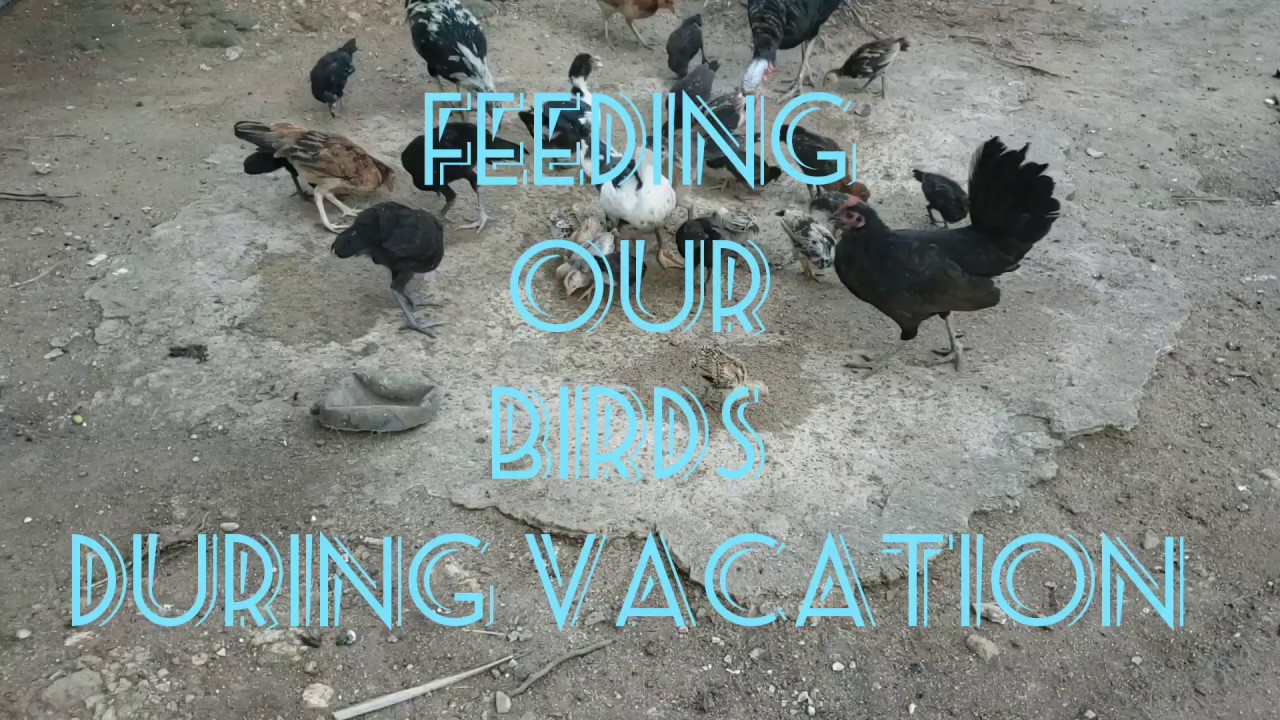 HOW TO FEED CHICKEN FARM | PHILIPPINE VACATION | AMERICAN LIFE FLORIDA