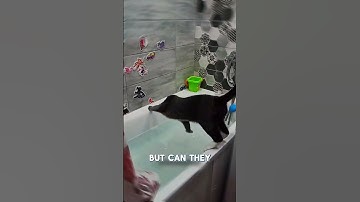 Can Cats Recognize Themselves in a Mirror