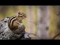 Смешные животные: бурундуки в уральском лесу | Ураловед